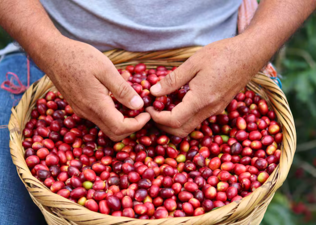 Café Guatemala
