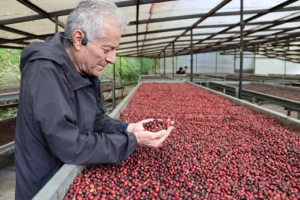 Fotografía que muestra al productor de Lamastus Family, Wilford Lamastus, manipulando granos de Café Geisha de Panamá en Boquete (Panamá). EFE/ Marcelino Rosario