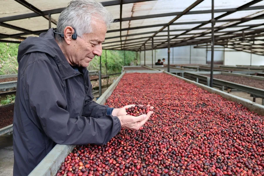 Fotografía que muestra al productor de Lamastus Family, Wilford Lamastus, manipulando granos de Café Geisha de Panamá en Boquete (Panamá). EFE/ Marcelino Rosario