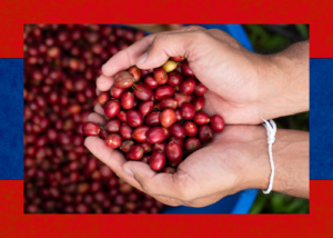 Plantación de café de Laos en la meseta de Bolaven